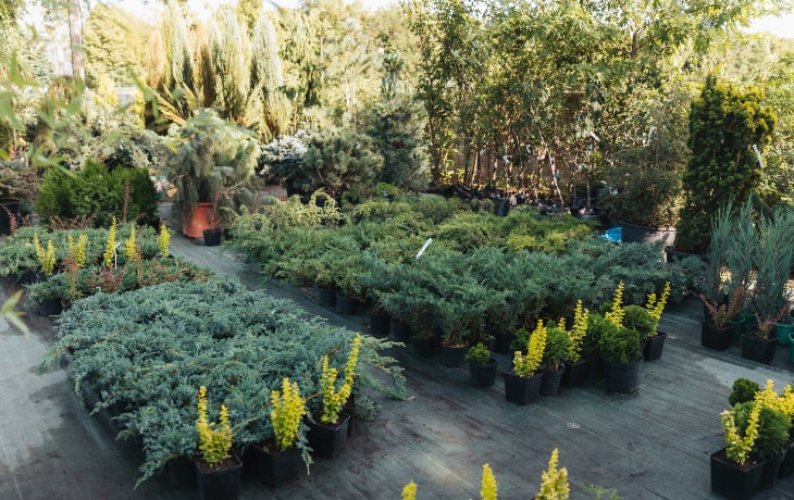 NV Spaces plant nursery collection in Saudi Arabia