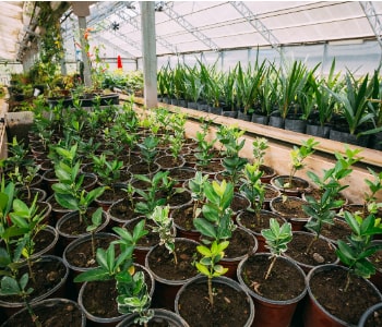Indoor plants available at NV Spaces Saudi Arabia