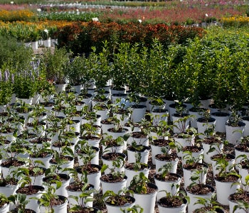 Outdoor trees and palms grown by NV Spaces horticulturists in KSA