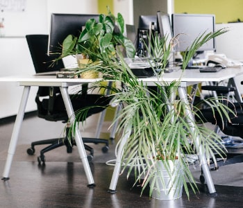 Office landscaping with air-purifying plants by NV Spaces